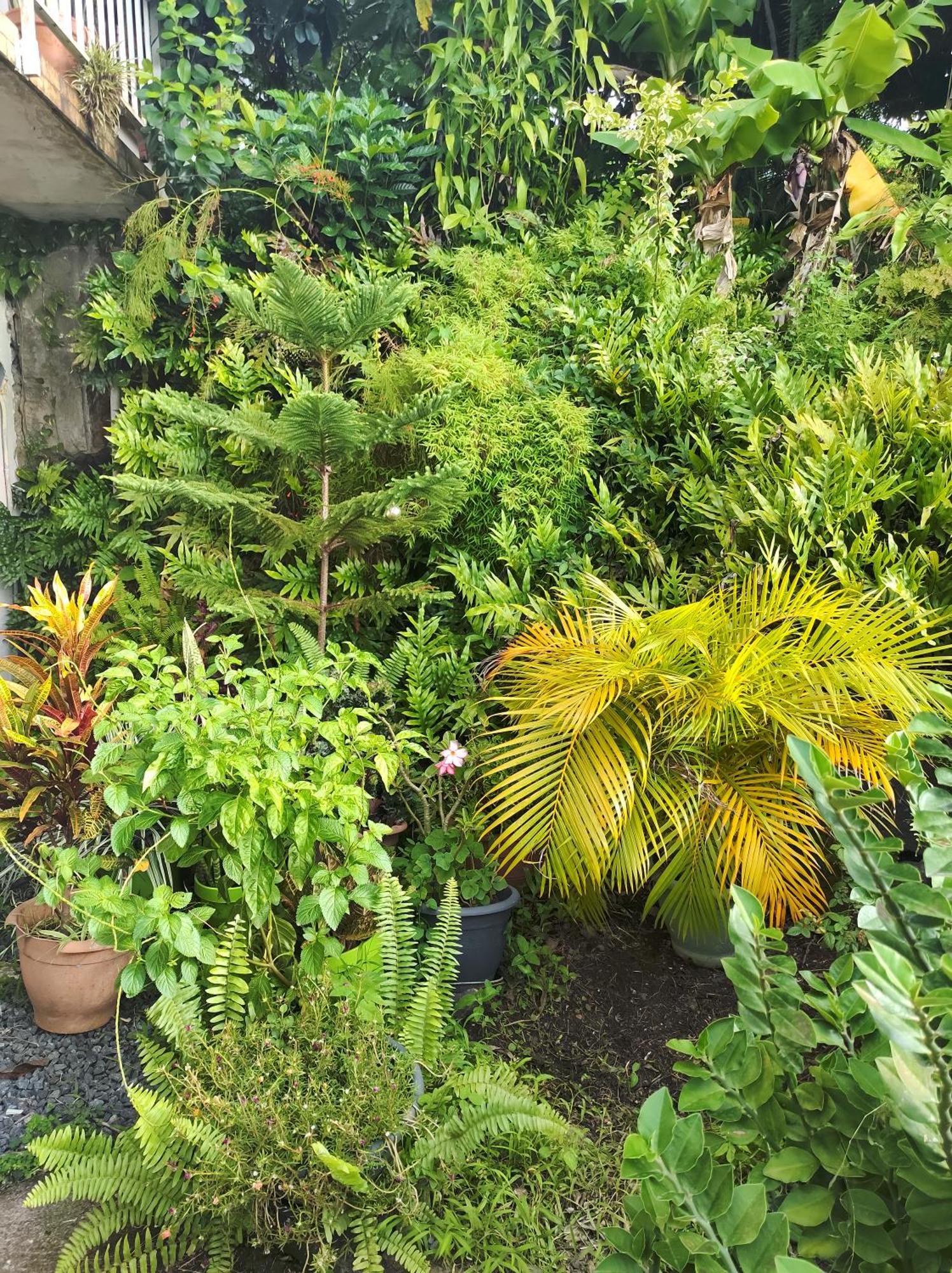 Location Hibiscus Vila Pointe-Noire Exterior foto