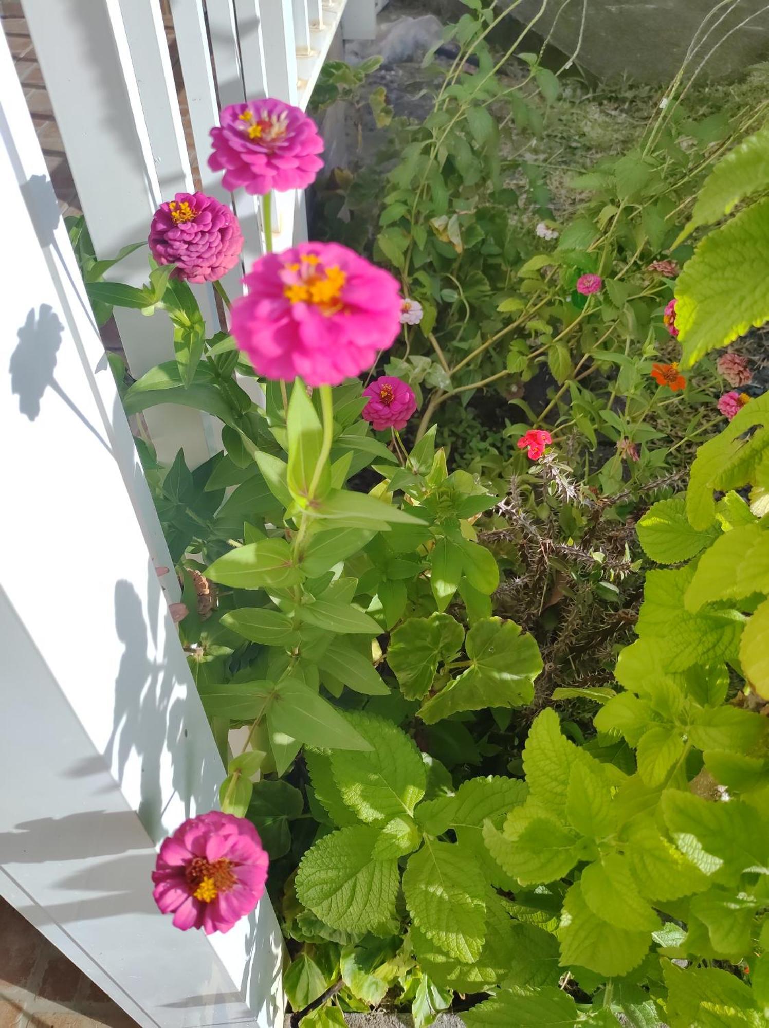 Location Hibiscus Vila Pointe-Noire Exterior foto