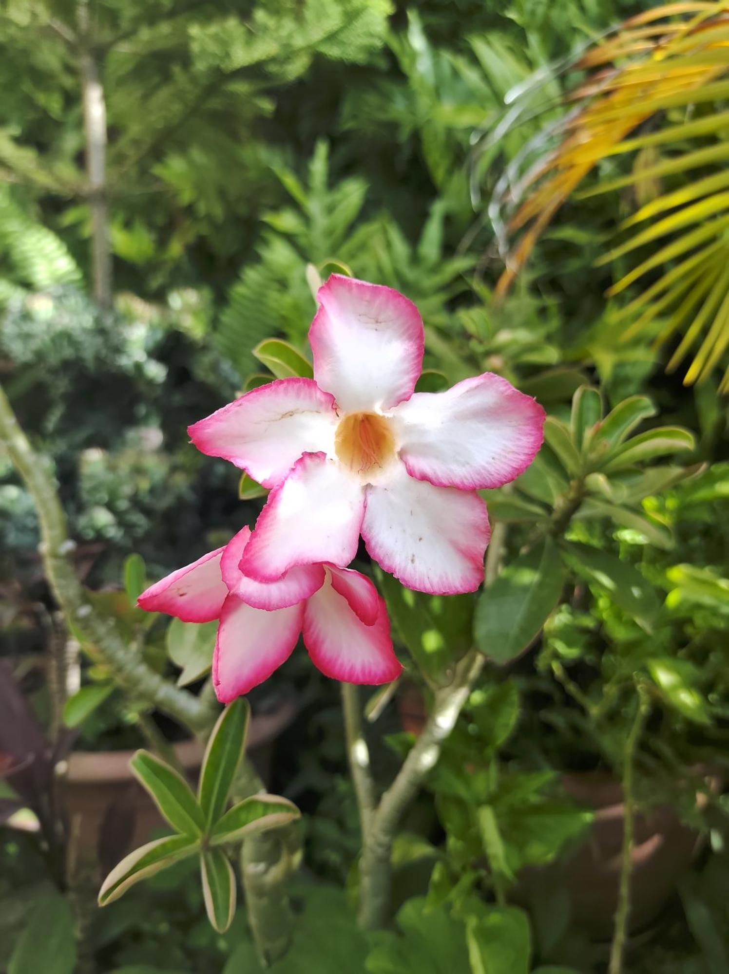 Location Hibiscus Vila Pointe-Noire Exterior foto
